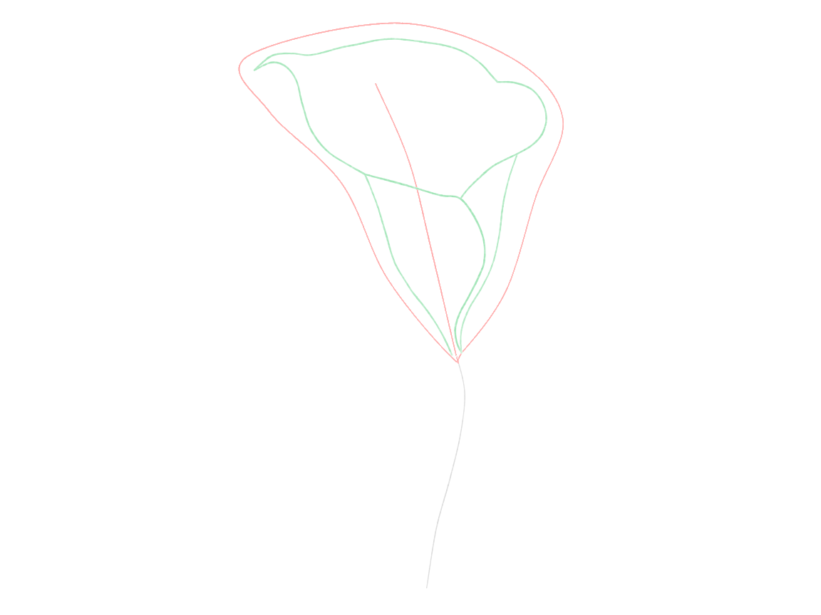 Draw a Calla Lily: checkpoint 2, build the main wrapped flower form