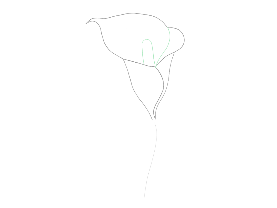 Draw a Calla Lily: checkpoint 3, add the inner fold and central spadix