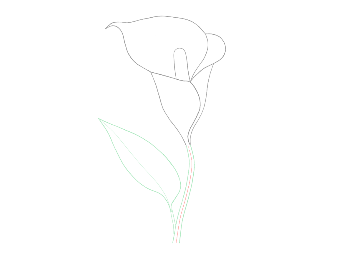 Draw a Calla Lily: checkpoint 4, add the stem and leaf form