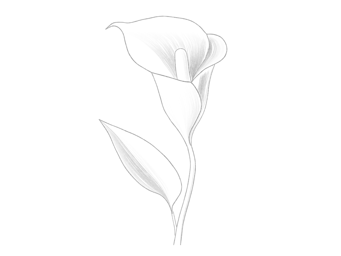Draw a Calla Lily: checkpoint 5, show inside and outside with selective shading