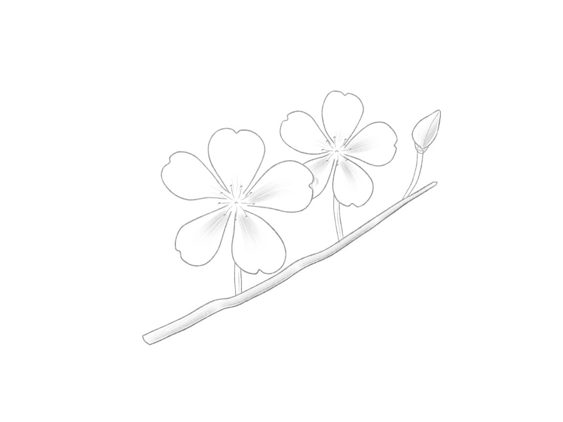 Draw a Cherry-Blossom Branch: checkpoint 5, add centers and a few light accents