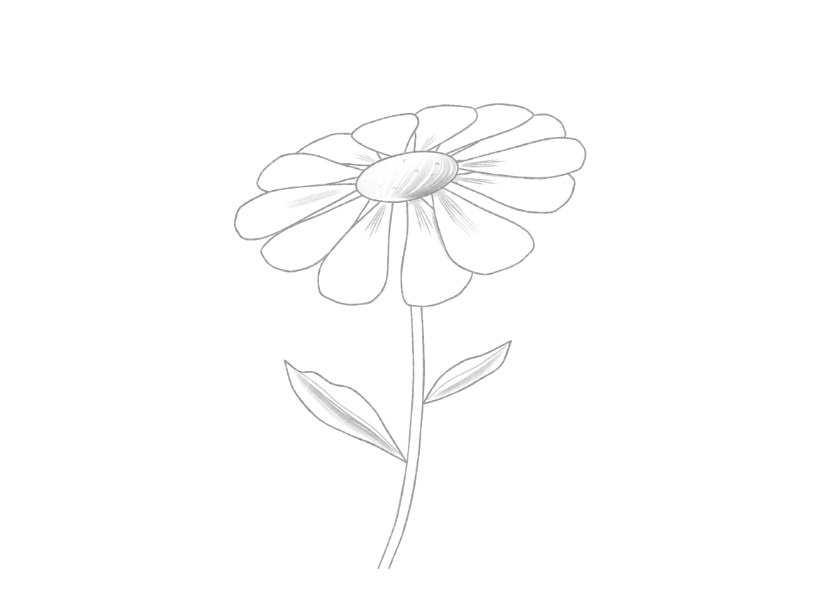 Draw a Daisy Turned to One Side: checkpoint 5, add a few light accents