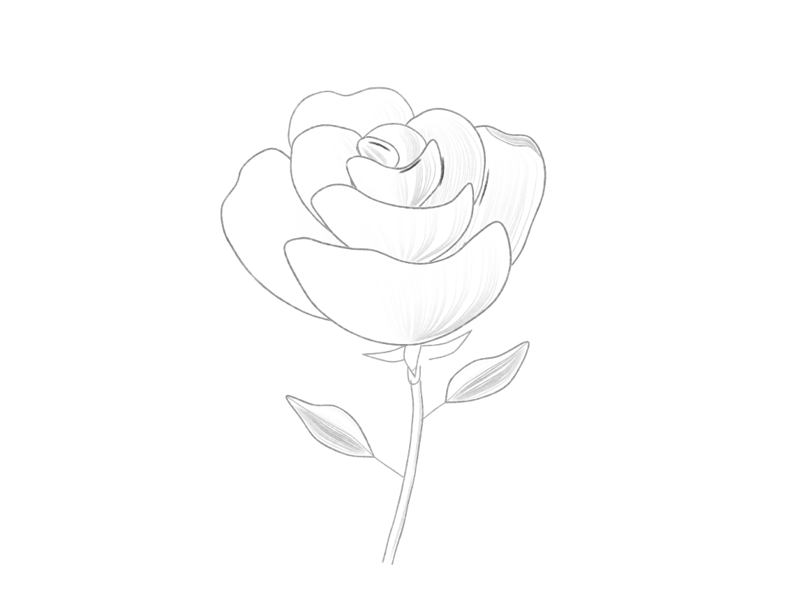 Draw a Partly Open Rose: checkpoint 6, shade the folds without losing them
