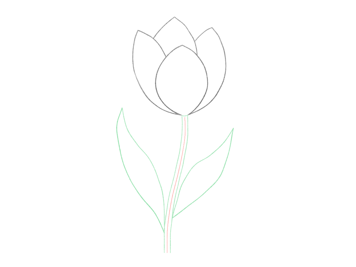 Draw a Tulip with Curving Leaves: checkpoint 3, add the stem and two leaves