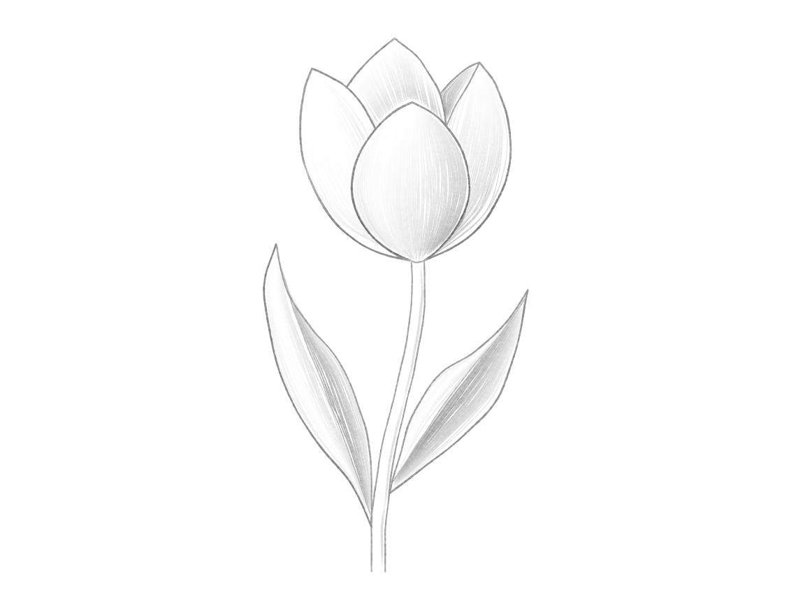 Draw a Tulip with Curving Leaves: checkpoint 5, add selective overlap shadows