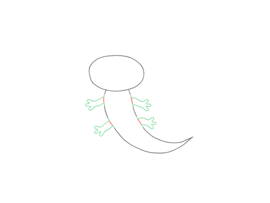 Draw a Cute Axolotl in Motion: checkpoint 3, attach the short limbs
